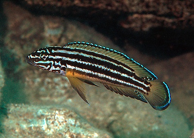 Julidochromis cf. regani 'Sumbu'